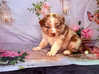 Les chiots de Berger Australien