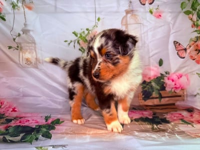 Les chiots de Berger Australien
