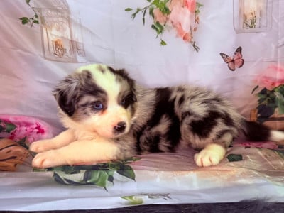 Les chiots de Berger Australien