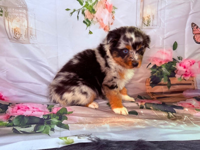 Les chiots de Berger Australien