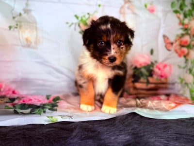 Les chiots de Berger Australien