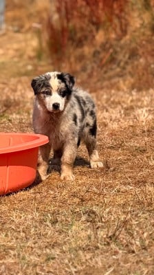 Les chiots de Berger Australien