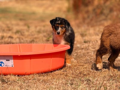 Les chiots de Berger Australien