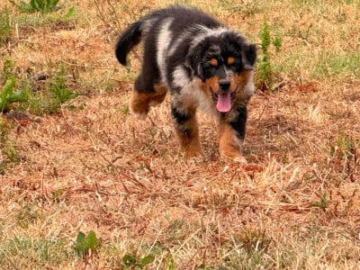 Les chiots de Berger Australien