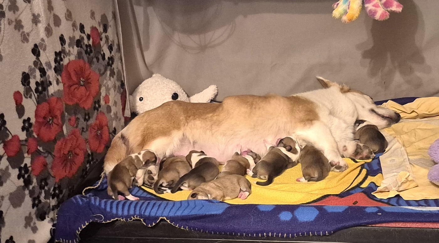 Welsh Corgi Pembroke - De Morazon