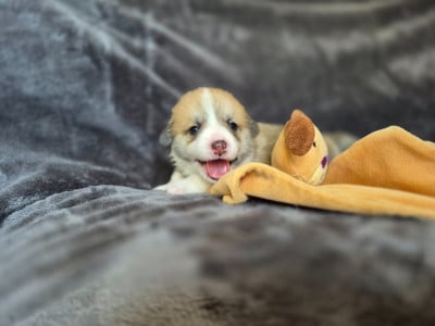 Les chiots de Welsh Corgi Pembroke