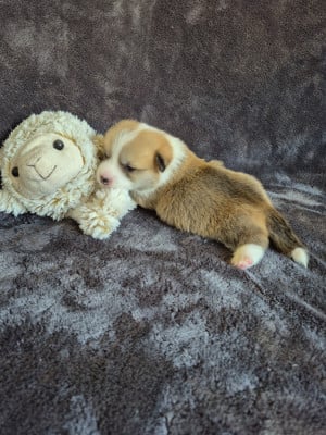 Les chiots de Welsh Corgi Pembroke