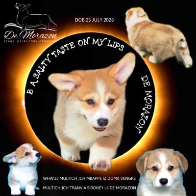 Les chiots de Welsh Corgi Pembroke