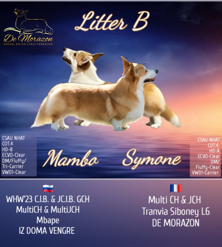 Welsh Corgi Pembroke - De Morazon