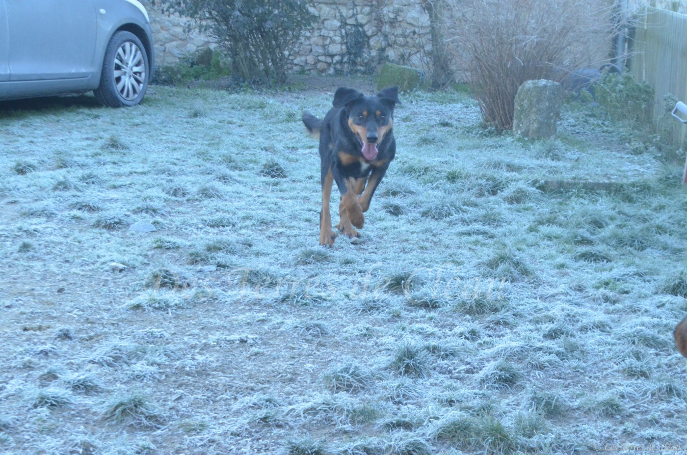 Saphira Des Terres De Cléau
