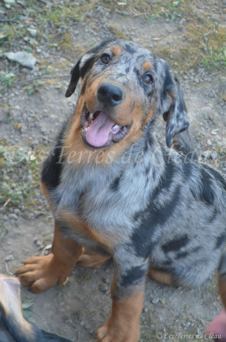 Aliana Des Terres De Cléau