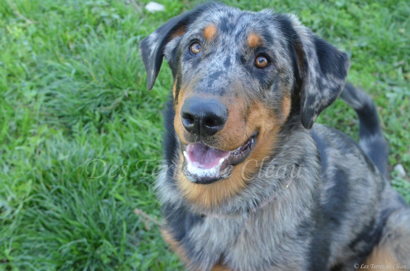 Aliana Des Terres De Cléau