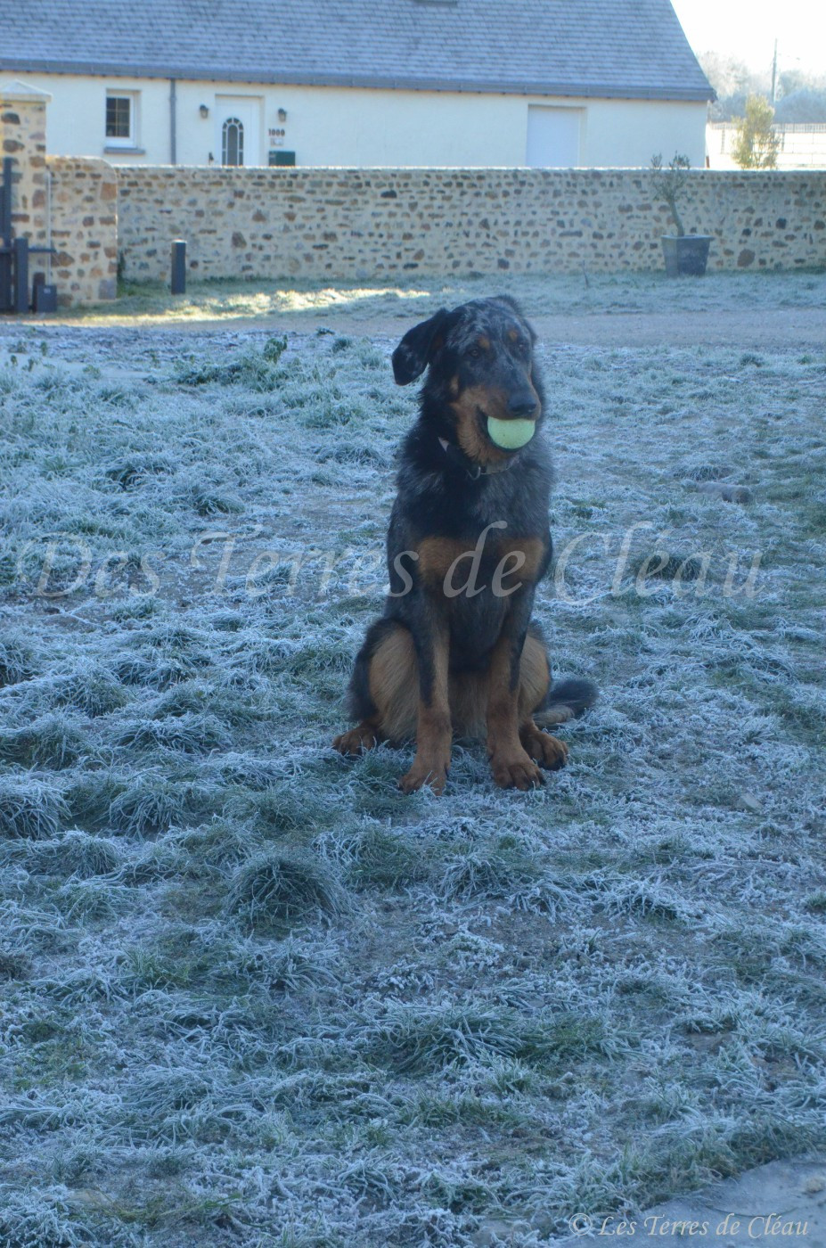 Aliana Des Terres De Cléau