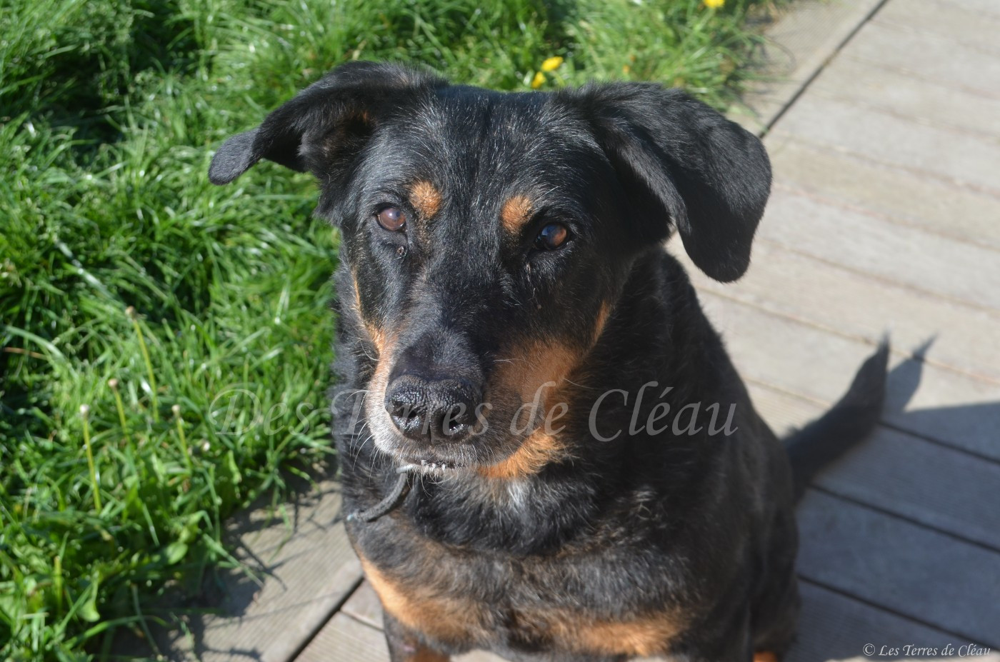 Publication : Des Terres De Cléau