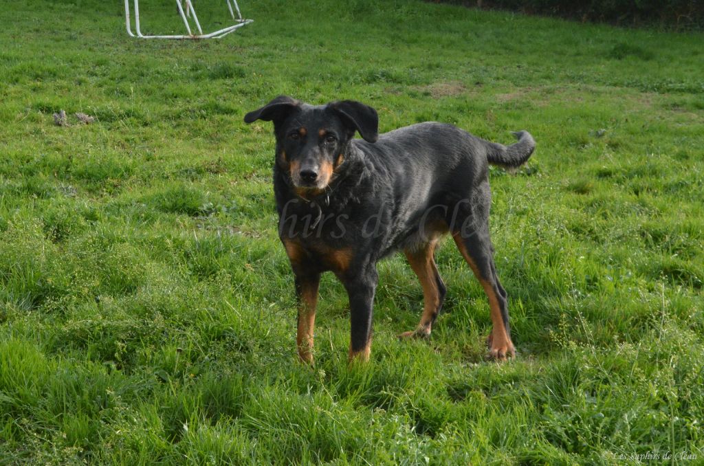 Jazzie De La Fougue Du Marais