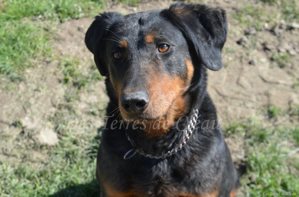 Odessa Des Terres De Cléau