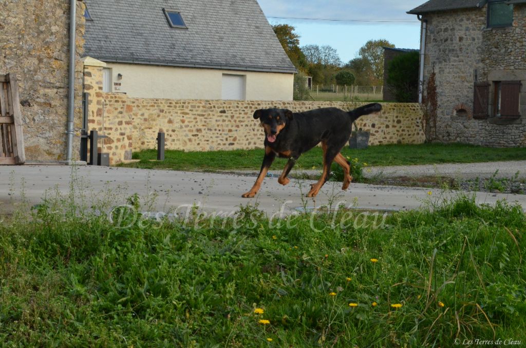 Saphira Des Terres De Cléau