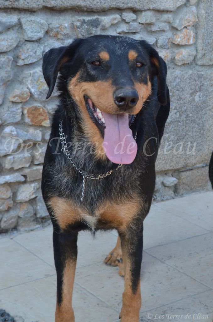 Saphira Des Terres De Cléau