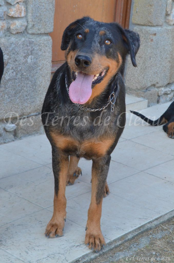 Odessa Des Terres De Cléau