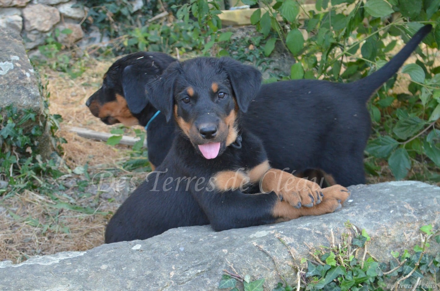 Billy (Brownie, collier noir et blanc)