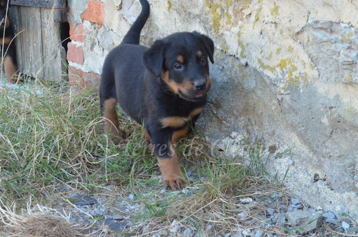 Billy (Brownie, collier noir et blanc)