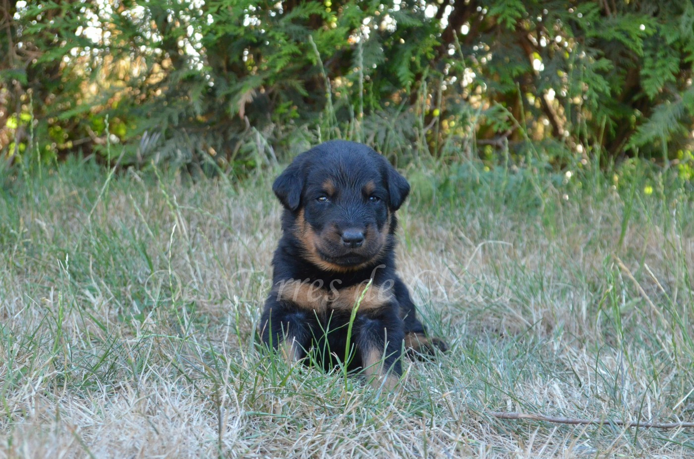 Billy (Brownie, collier noir et blanc)