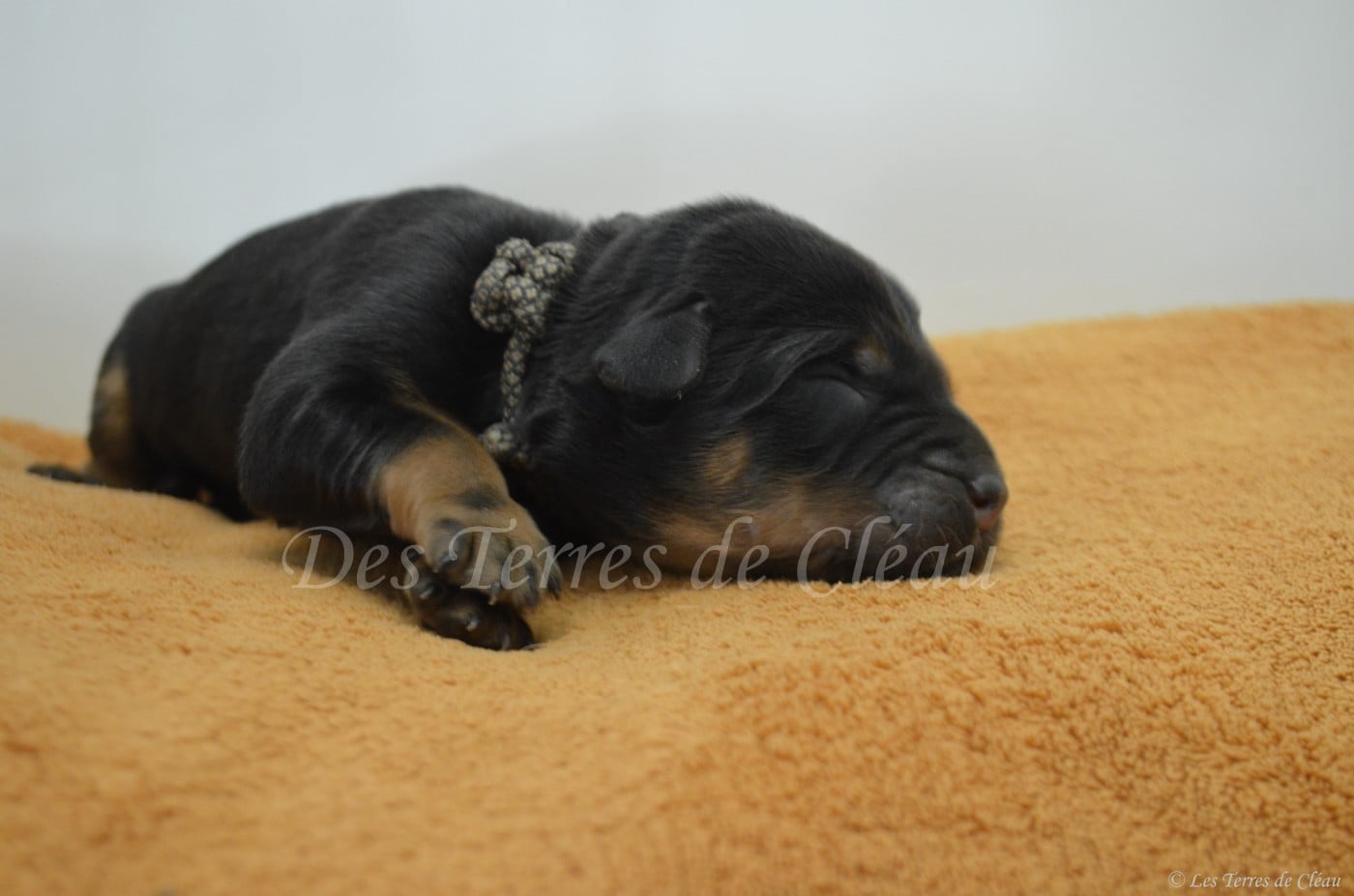 Billy (Brownie, collier noir et blanc)