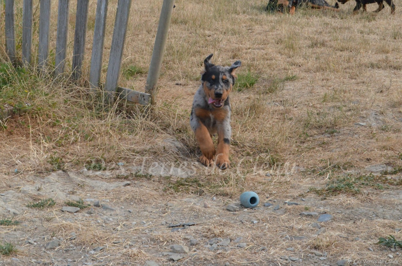 Balou (Bonbon)