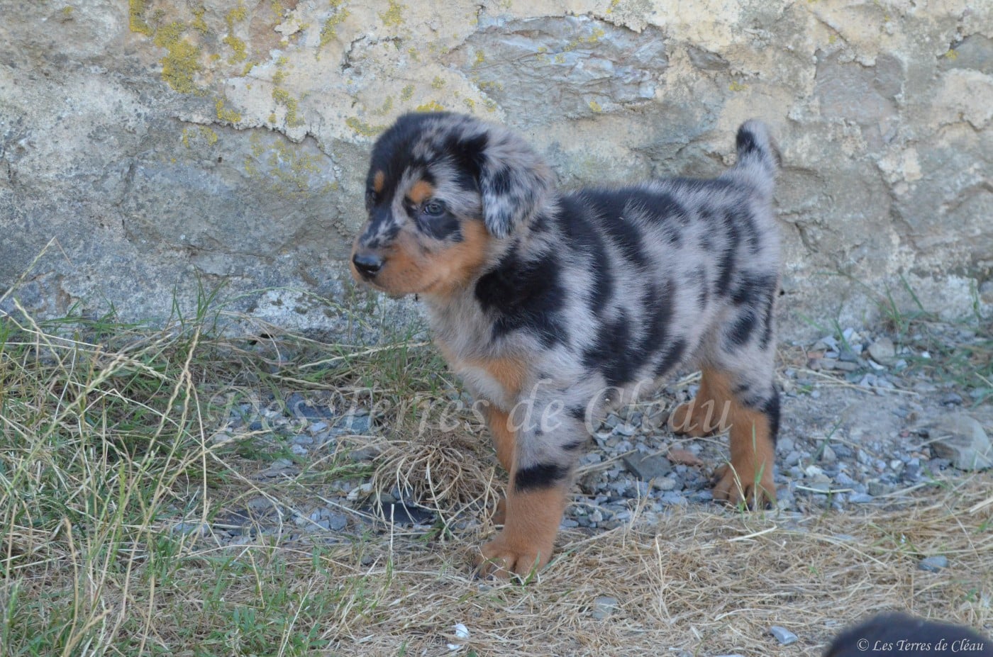 Balou (Bonbon)