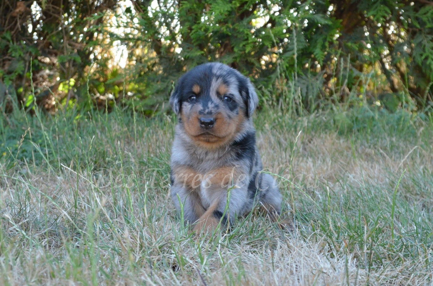 Balou (Bonbon)