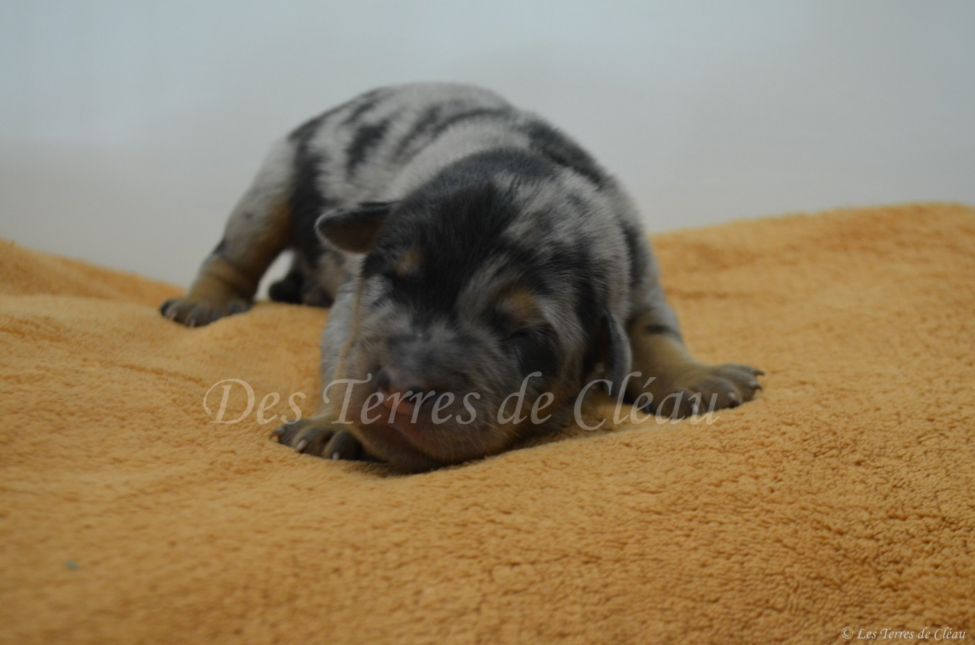 Balou (Bonbon)