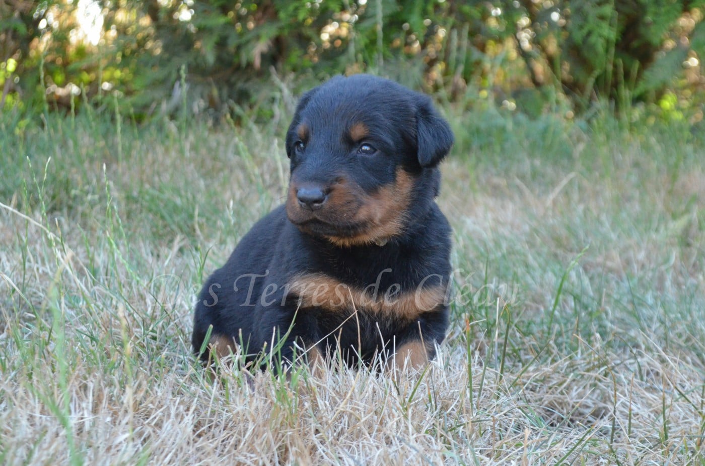 Baïa (Belly, collier bleu clair)