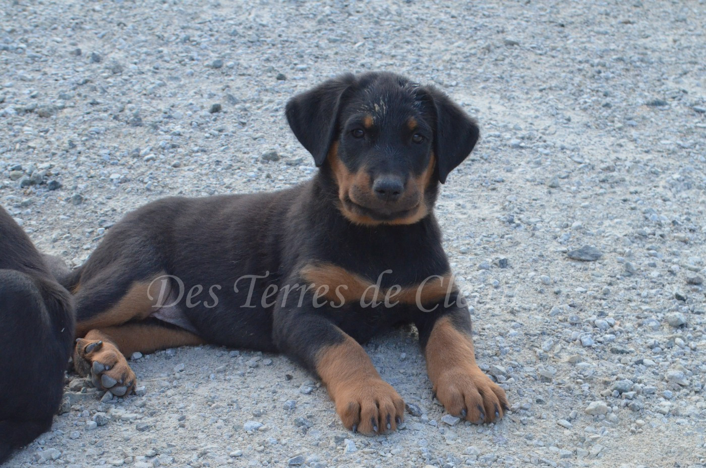 Biscuit (Léon, coller orange)
