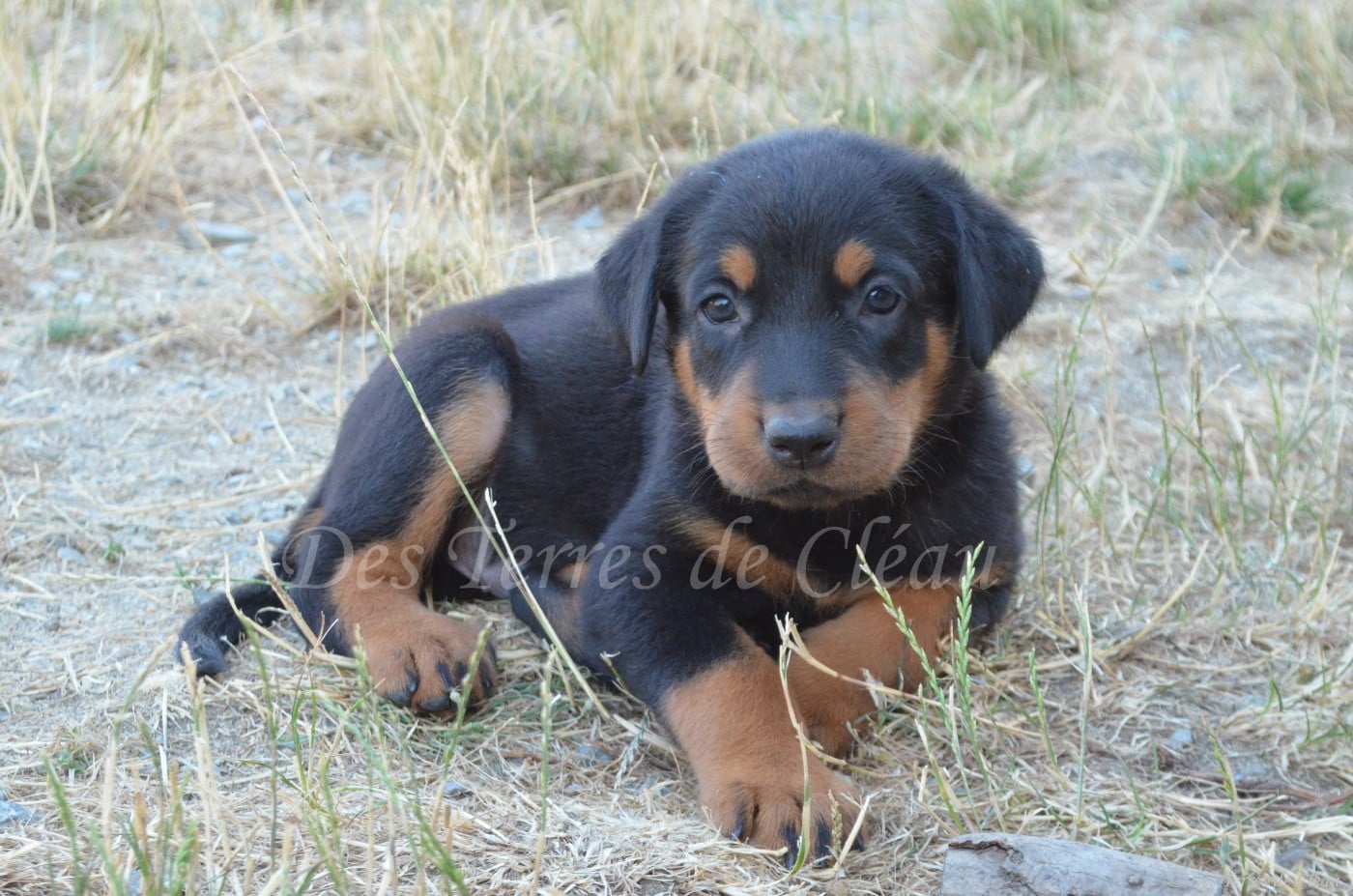 Biscuit (Léon, coller orange)