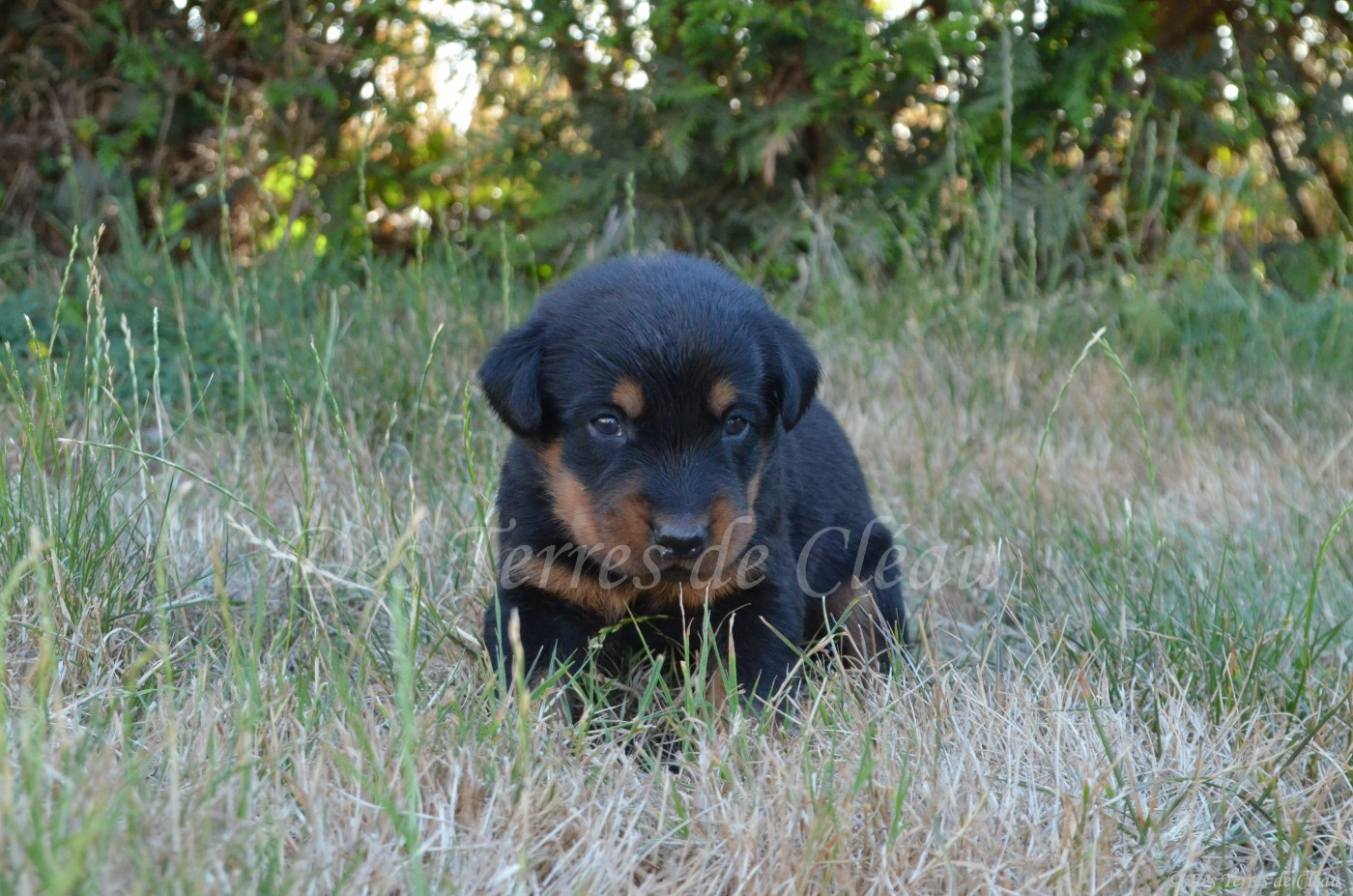 Biscuit (Léon, coller orange)
