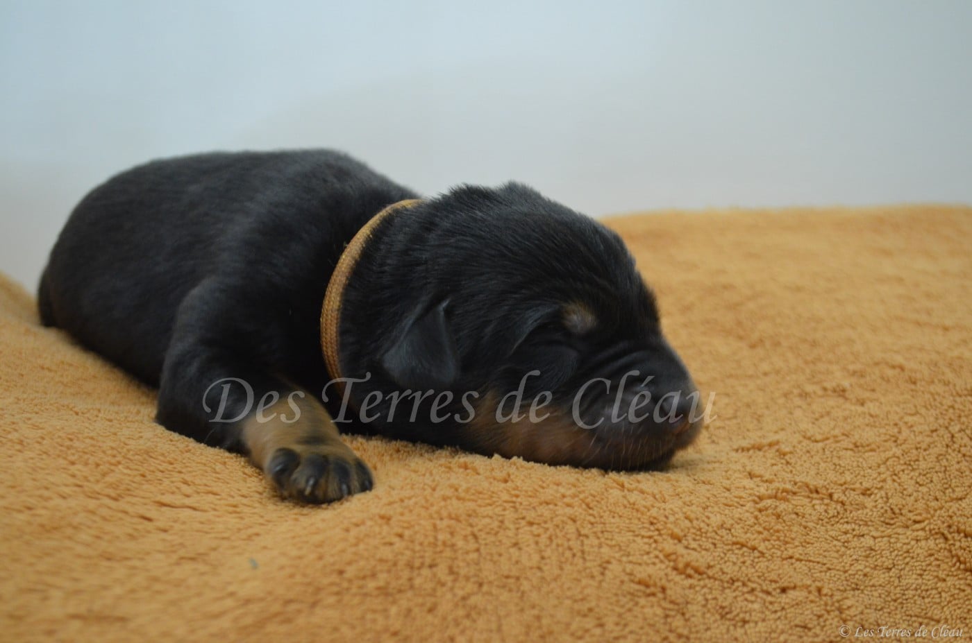 Biscuit (Léon, coller orange)