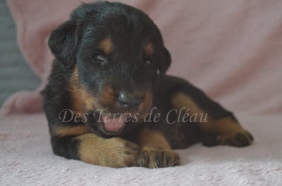 Brownie - Berger de Beauce