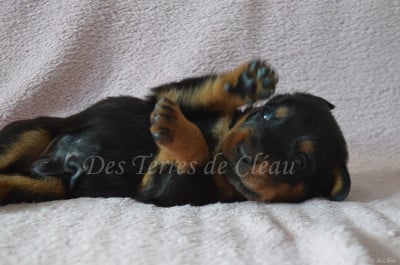 Biscuit (coller orange) - Berger de Beauce