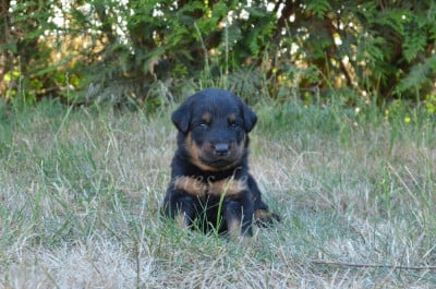 Les chiots de Berger de Beauce