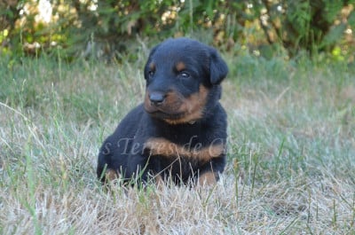 Les chiots de Berger de Beauce