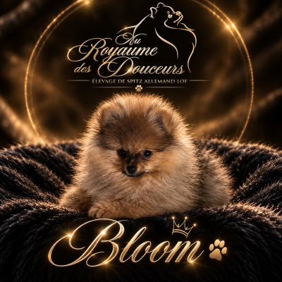 Les chiots de Spitz allemand