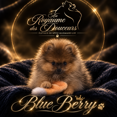 Les chiots de Spitz allemand