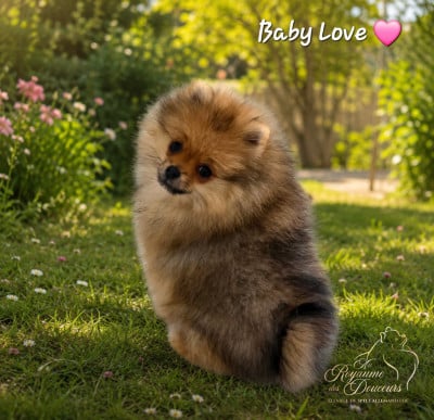 Les chiots de Spitz allemand