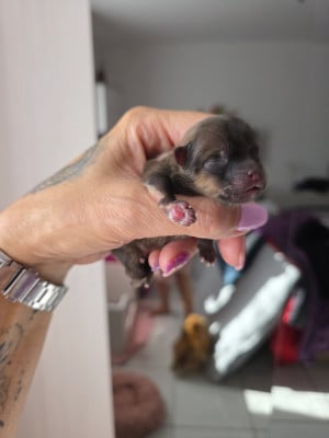 Les chiots de Spitz allemand