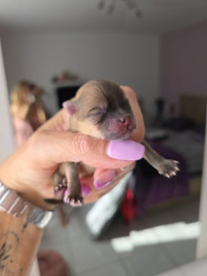 Les chiots de Spitz allemand