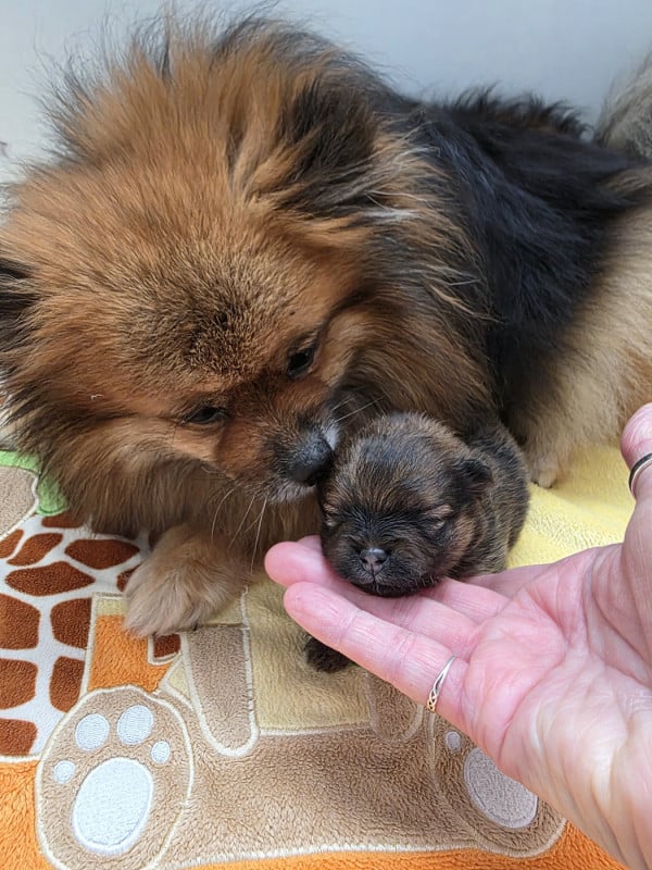 Spitz allemand - au Royaume des Douceurs