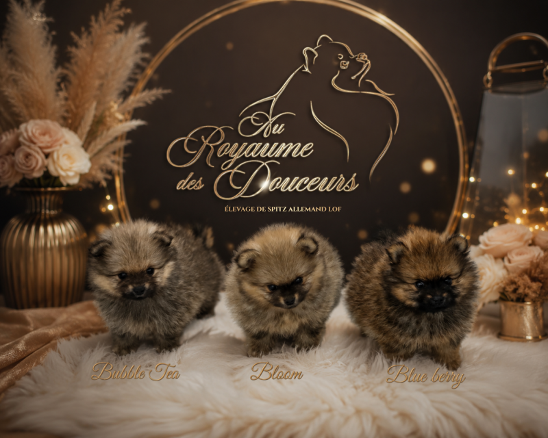 Spitz allemand - au Royaume des Douceurs