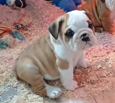 Des Terres De La Marquise