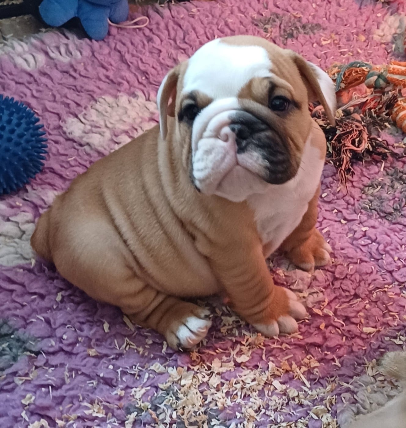 Archibald ( nom provisoire)