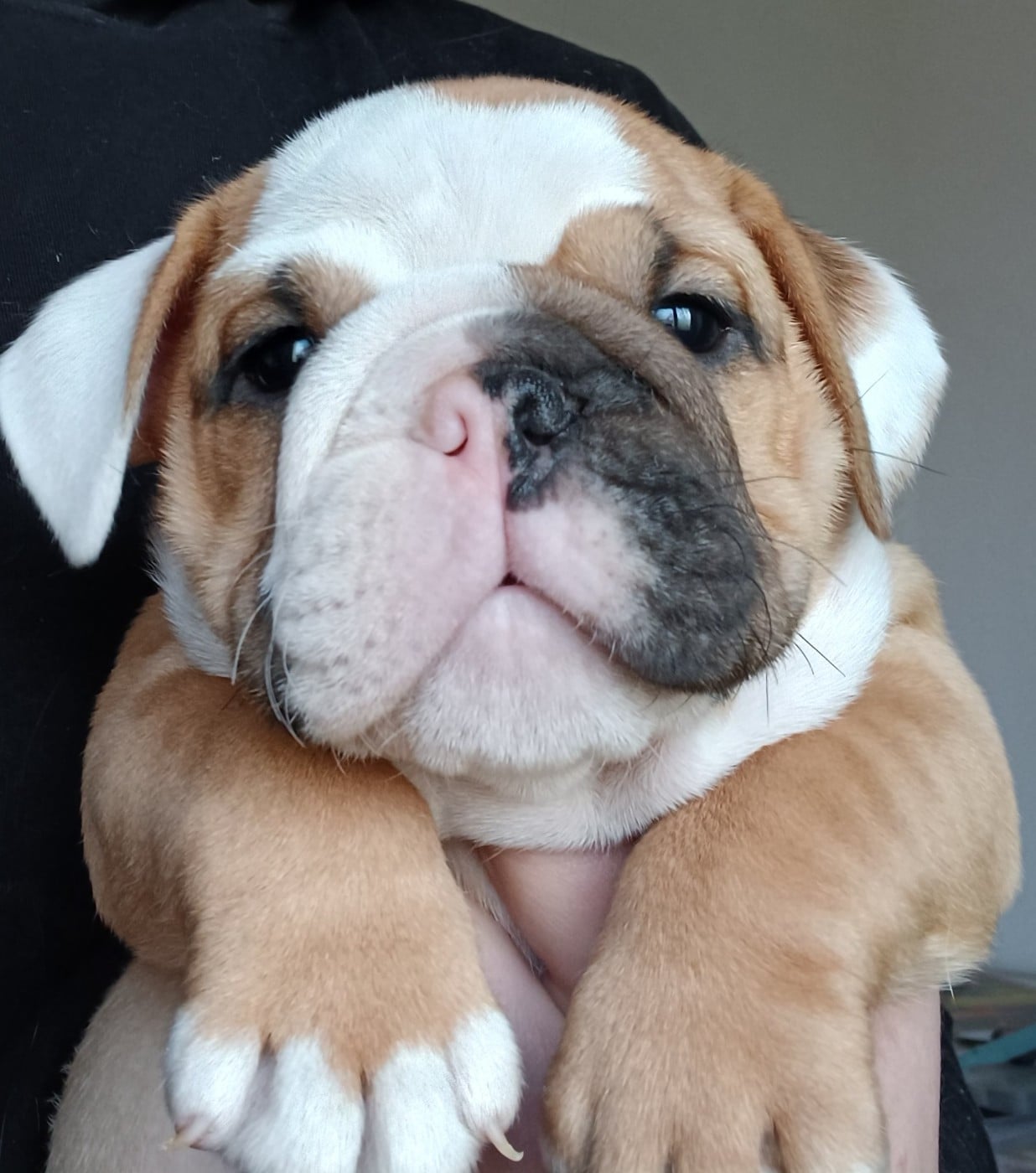 Archibald ( nom provisoire)